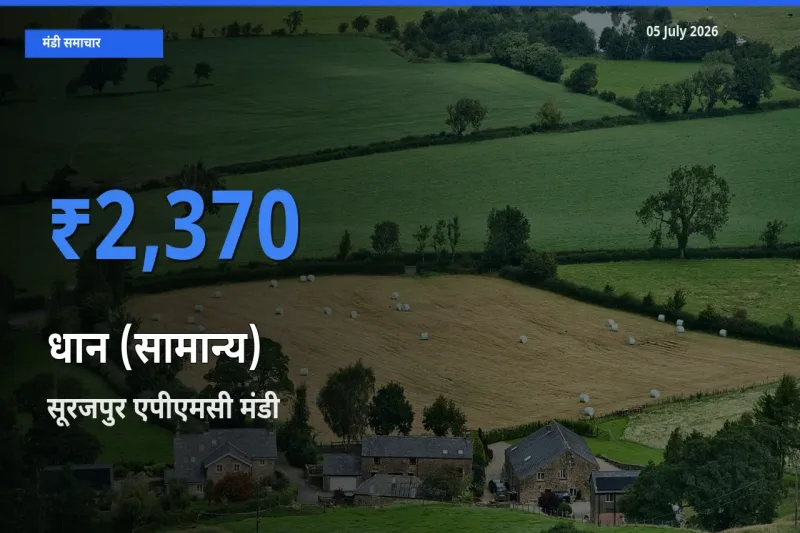 आज धान (सामान्य) के सबसे ऊँचे दाम ₹2,370 सूरजपुर एपीएमसी मंडी में
