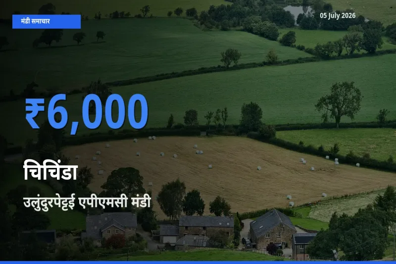 05 July अपडेट: चिचिंडा के सबसे ऊँचे दाम उलुंदुरपेट्टई एपीएमसी मंडी में