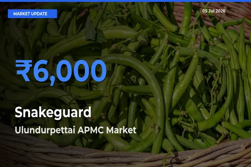 Ulundurpettai APMC Tops Snakeguard Rates – July 05 Market Update