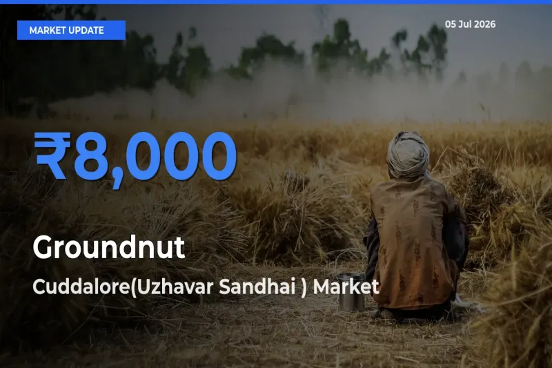 Cuddalore(Uzhavar Sandhai ) Emerges as Top Mandi for Groundnut Prices Today