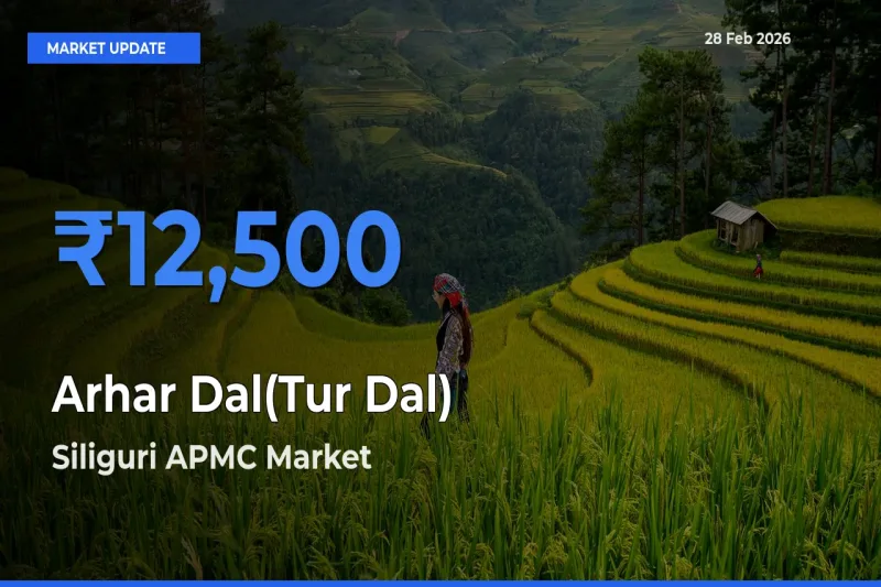 Top Performer! Siliguri APMC Offers Best Arhar Dal(Tur Dal) Price Today