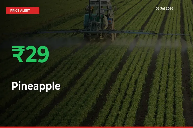 Pineapple Prices Rise 28.81% in a Day at Major Mandis