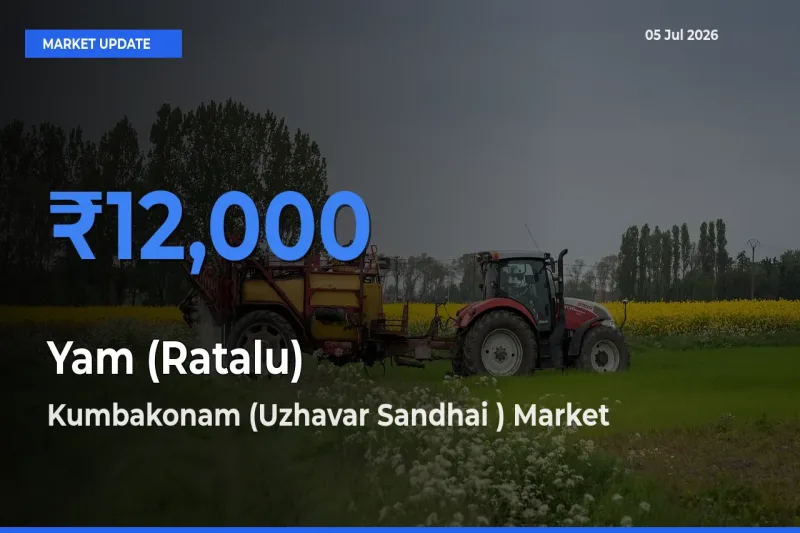 Kumbakonam (Uzhavar Sandhai ) Offers ₹12,000 – Highest Yam (Ratalu) Rate Today