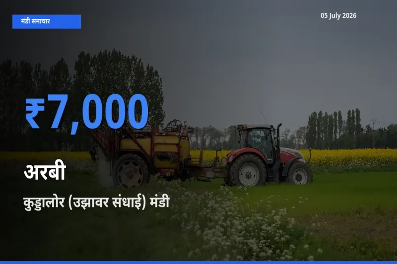 किसानों की पसंद बना कुड्डालोर (उझावर संधाई), अरबी के सबसे अच्छे दाम