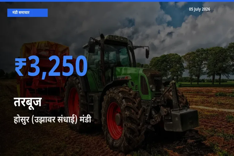 टॉप मंडी बना होसुर (उझावर संधाई)! तरबूज के सबसे ऊँचे दाम यहीं दर्ज