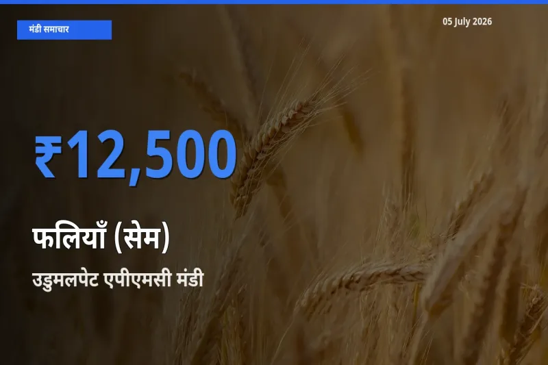 उडुमलपेट एपीएमसी मंडी में आज फलियाँ (सेम) के सबसे ऊँचे दाम दर्ज
