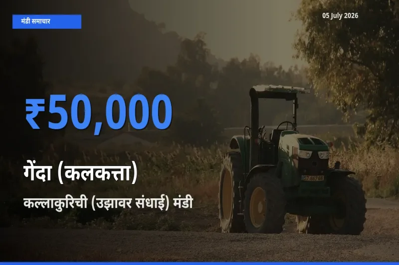 किसानों की पसंद बना कल्लाकुरिची (उझावर संधाई), गेंदा (कलकत्ता) के सबसे अच्छे दाम