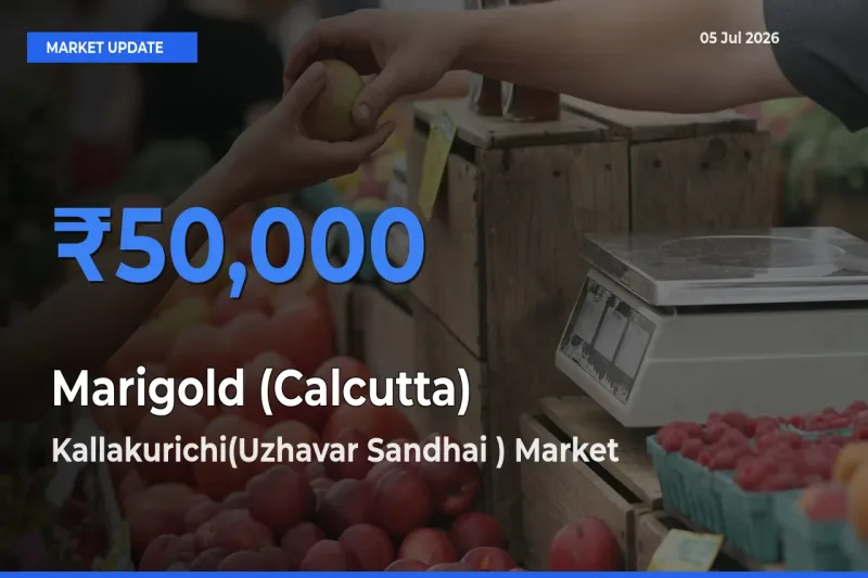 Kallakurichi(Uzhavar Sandhai ) Offers ₹50,000 – Highest Marigold (Calcutta) Rate Today