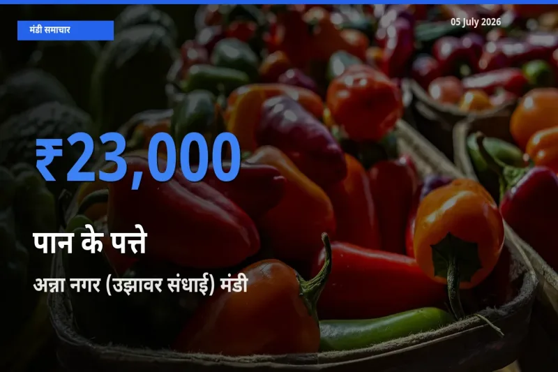 टॉप मंडी बना अन्ना नगर (उझावर संधाई)! पान के पत्ते के सबसे ऊँचे दाम यहीं दर्ज