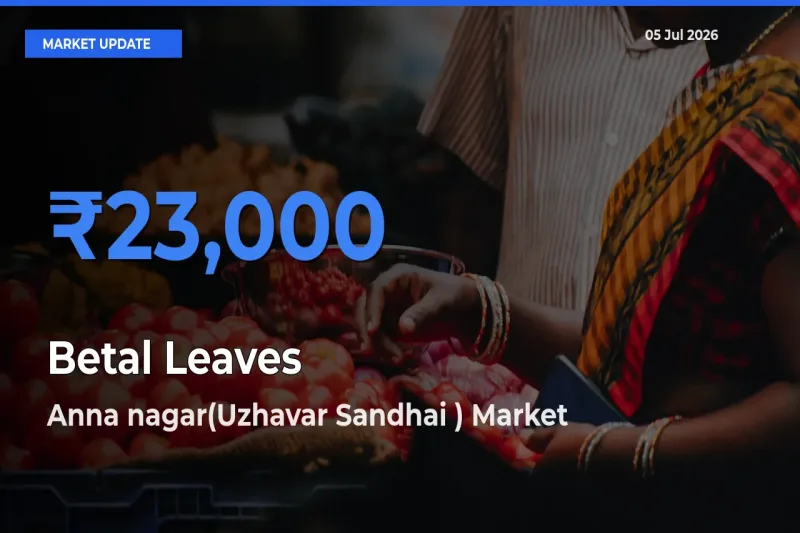 Top Performer! Anna nagar(Uzhavar Sandhai ) Offers Best Betal Leaves Price Today
