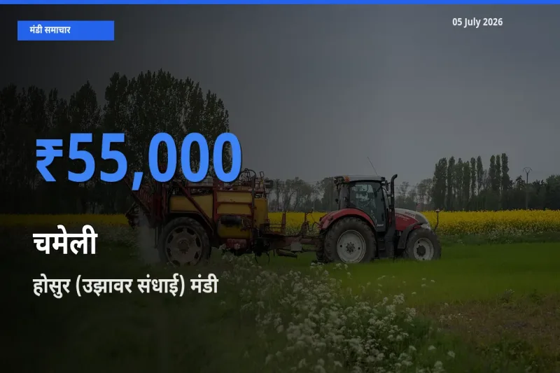 बाज़ार संकेत: होसुर (उझावर संधाई) बना चमेली के लिए आज की टॉप मंडी