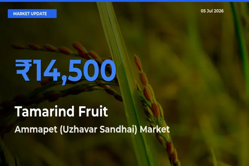 Farmers Prefer Ammapet (Uzhavar Sandhai) as Tamarind Fruit Hits Highest Rate