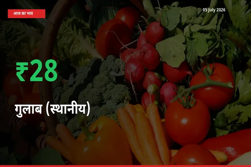 स्थानीय मंडी में गुलाब (स्थानीय) के दाम अचानक 27.69% उछले, किसान सतर्क