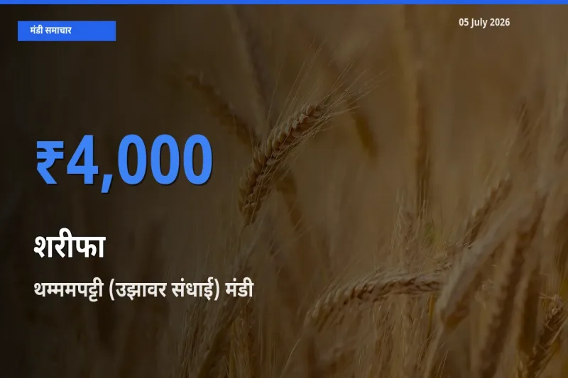 थम्ममपट्टी (उझावर संधाई) मंडी में आज शरीफा के सबसे ऊँचे दाम दर्ज
