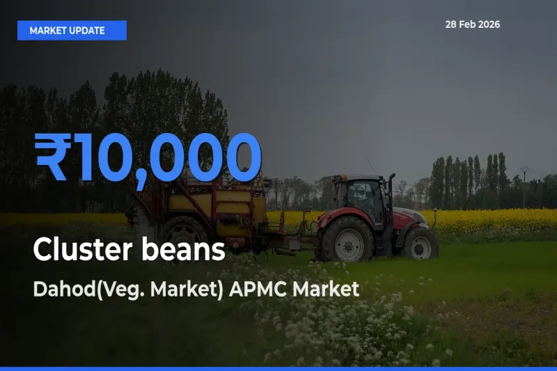 Cluster beans Mandi Rate Today: Dahod(Veg. Market) APMC Tops the List