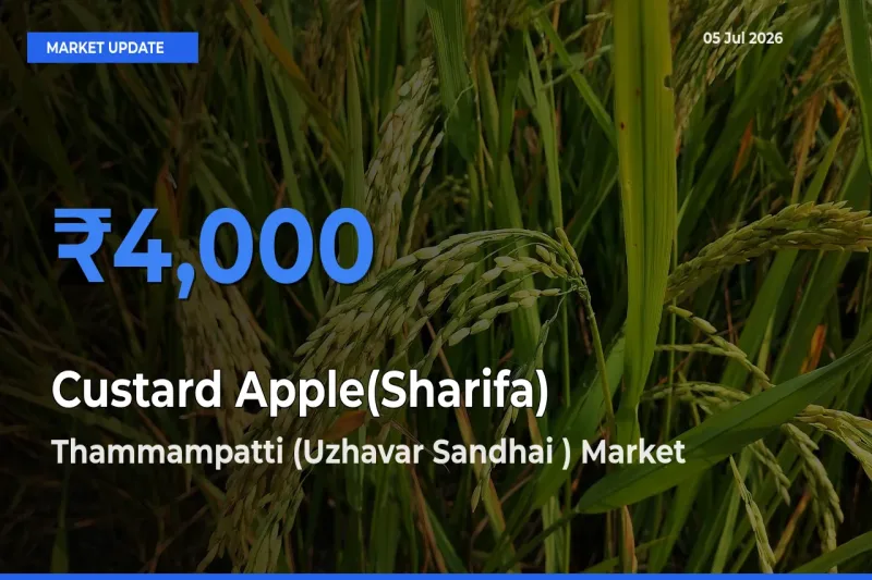 Thammampatti (Uzhavar Sandhai ) Leads as Top Mandi for Custard Apple(Sharifa) Prices