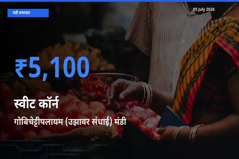 05 July अपडेट: स्वीट कॉर्न के सबसे ऊँचे दाम गोबिचेट्टीपलायम (उझावर संधाई) मंडी में