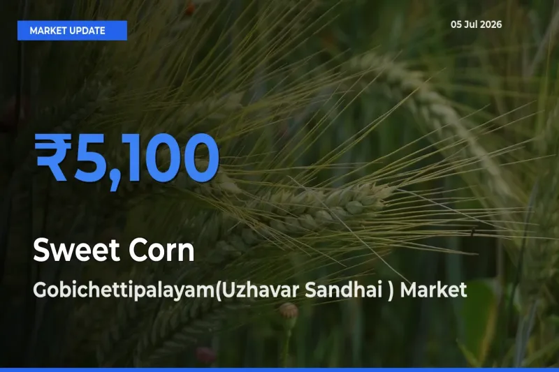 Gobichettipalayam(Uzhavar Sandhai ) Leads as Top Mandi for Sweet Corn Prices