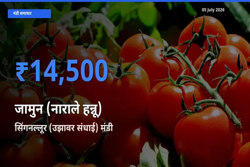 किसानों की पसंद बना सिंगनल्लूर (उझावर संधाई), जामुन (नाराले हन्नू) के सबसे अच्छे दाम