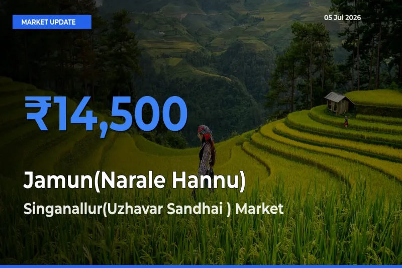 Singanallur(Uzhavar Sandhai ) Offers ₹14,500 – Highest Jamun(Narale Hannu) Rate Today