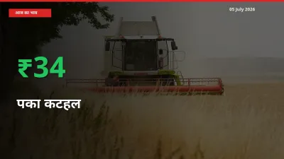 किसानों के लिए खुशखबरी! स्थानीय मंडी में पका कटहल 33.87% उछला