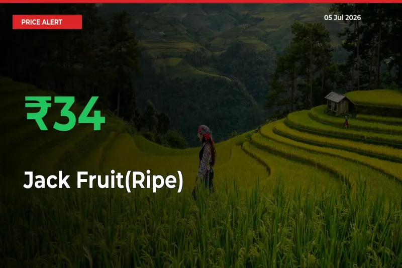 Jack Fruit(Ripe) Prices Rise 33.87% in a Day at Major Mandis