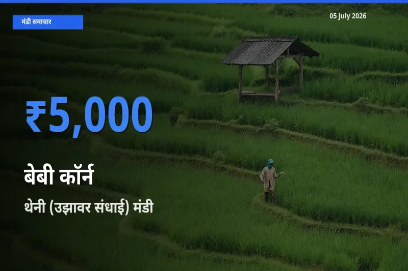 थेनी (उझावर संधाई) मंडी में बेबी कॉर्न ₹5,000 पर पहुँचा – आज का सर्वोच्च भाव