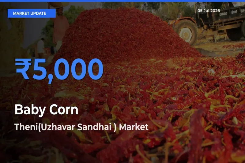 Baby Corn Mandi Rate Today: Theni(Uzhavar Sandhai ) Tops the List