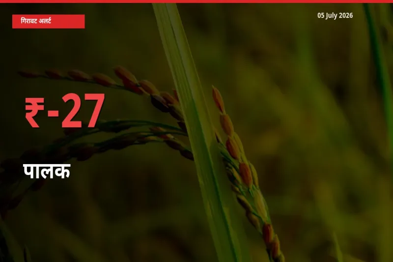 27.19% की गिरावट! मंडी में पालक के दाम अचानक टूटे