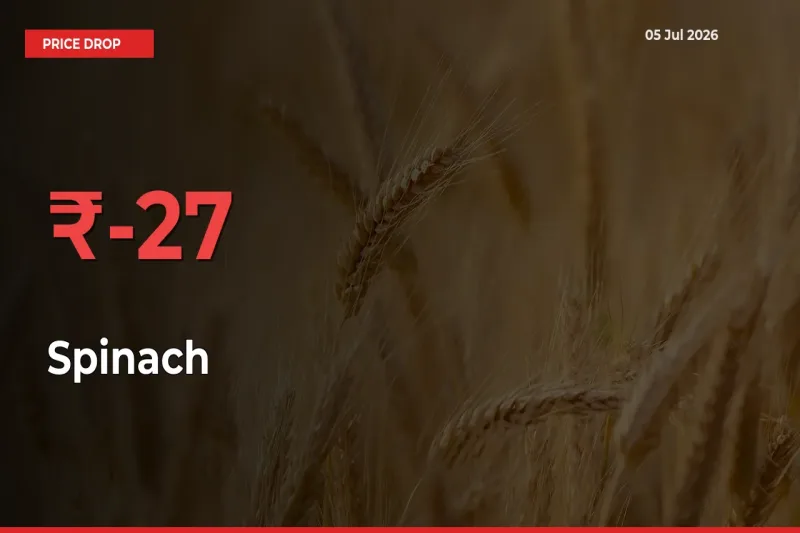 Why Spinach Prices Fell 27.19% in a Day at Mandis