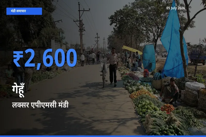आज का मंडी भाव: गेहूँ के सबसे ज़्यादा दाम लक्सर एपीएमसी में