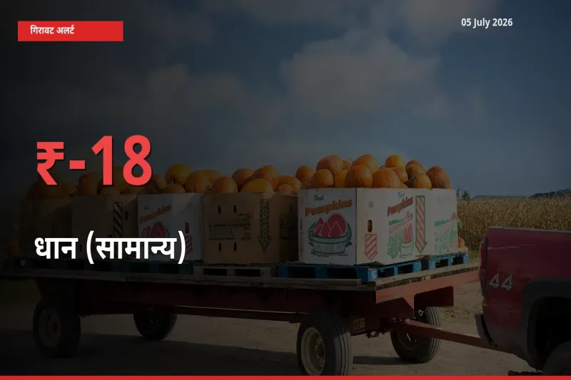 तेज़ गिरावट! मंडी में धान (सामान्य) के दाम 17.87% लुढ़के