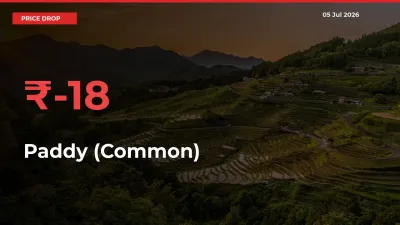 Paddy (Common) Falls 17.87% at Mandis
