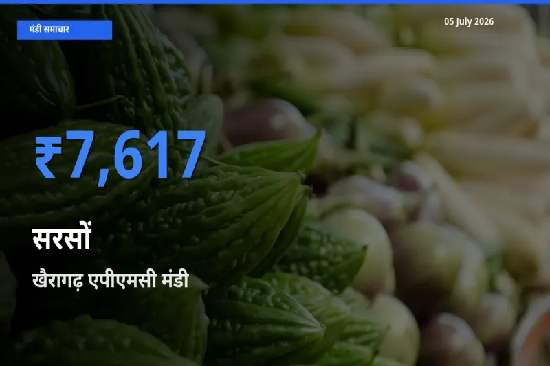 खैरागढ़ एपीएमसी मंडी में सरसों ₹7,617 पर पहुँचा – आज का सर्वोच्च भाव