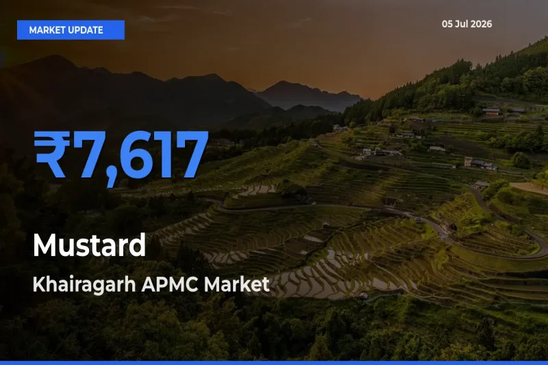 Khairagarh APMC Offers ₹7,617 – Highest Mustard Rate Today