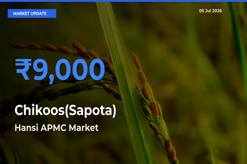 Farmers Prefer Hansi APMC as Chikoos(Sapota) Hits Highest Rate