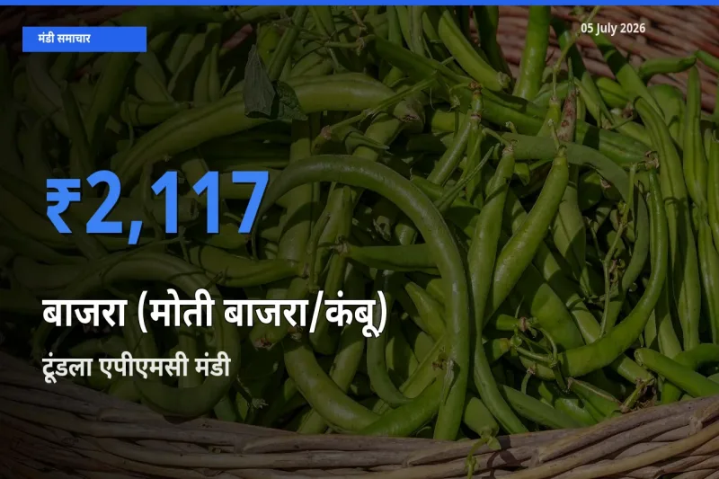 आज बाजरा (मोती बाजरा/कंबू) के सबसे ऊँचे दाम ₹2,117 टूंडला एपीएमसी मंडी में