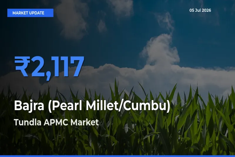 Tundla APMC Records Highest ₹2,117 Rate for Bajra (Pearl Millet/Cumbu)