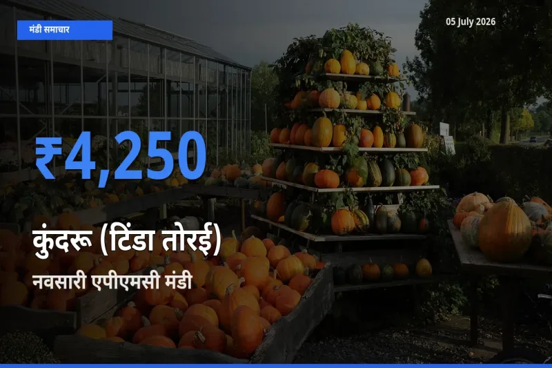किसानों की पसंद बना नवसारी एपीएमसी, कुंदरू (टिंडा तोरई) के सबसे अच्छे दाम