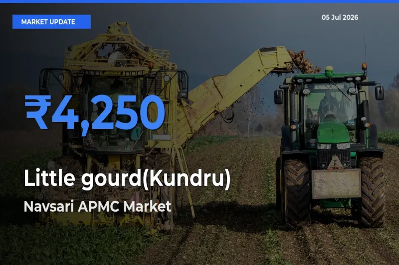 Navsari APMC Leads as Top Mandi for Little gourd(Kundru) Prices