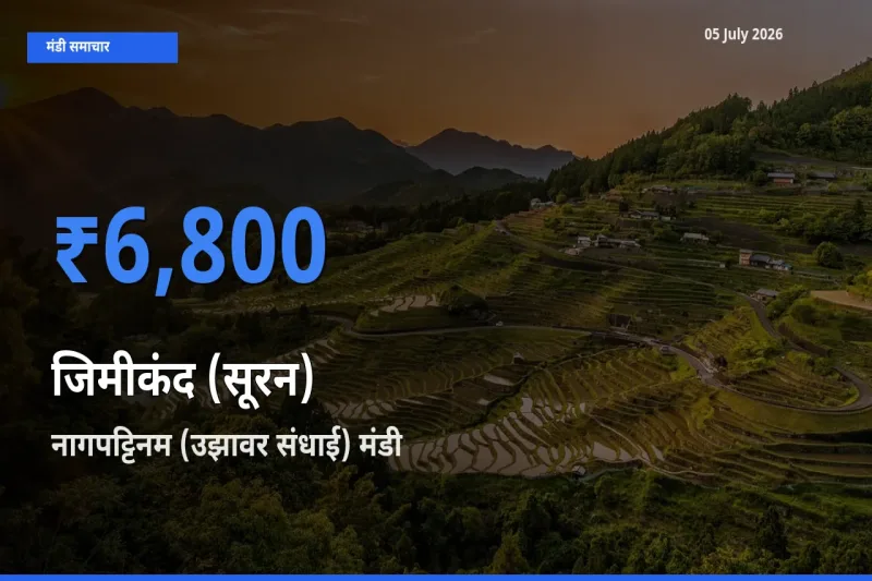बाज़ार संकेत: नागपट्टिनम (उझावर संधाई) बना जिमीकंद (सूरन) के लिए आज की टॉप मंडी