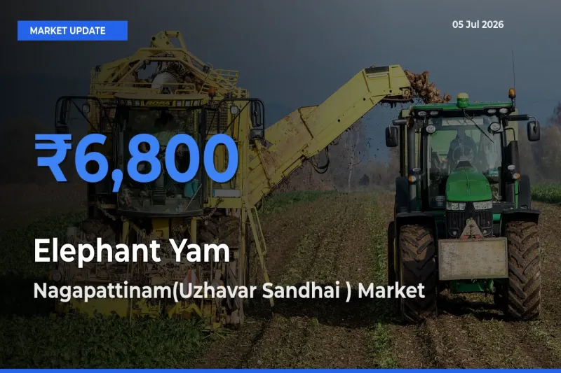 Nagapattinam(Uzhavar Sandhai ) Records Highest ₹6,800 Rate for Elephant Yam