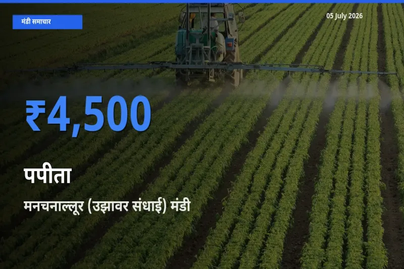 मनचनाल्लूर (उझावर संधाई) मंडी में आज पपीता के सबसे ऊँचे दाम दर्ज