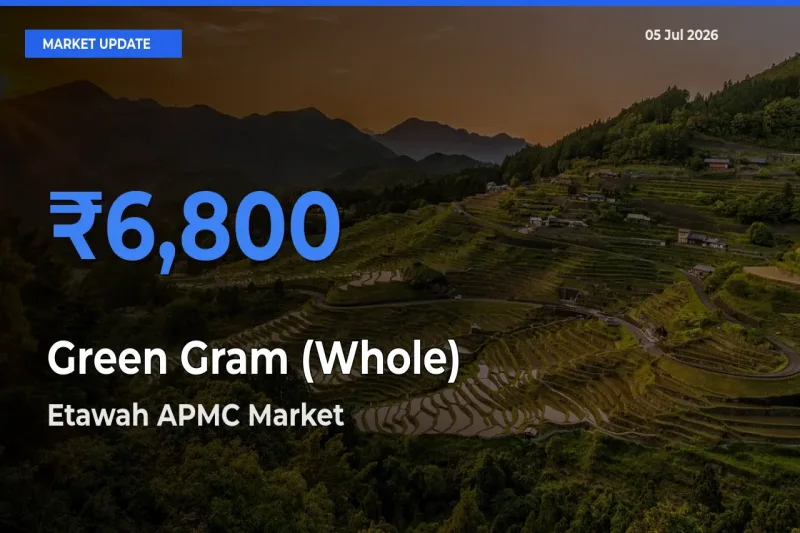 Etawah APMC Emerges as Top Mandi for Green Gram (Whole) Prices Today