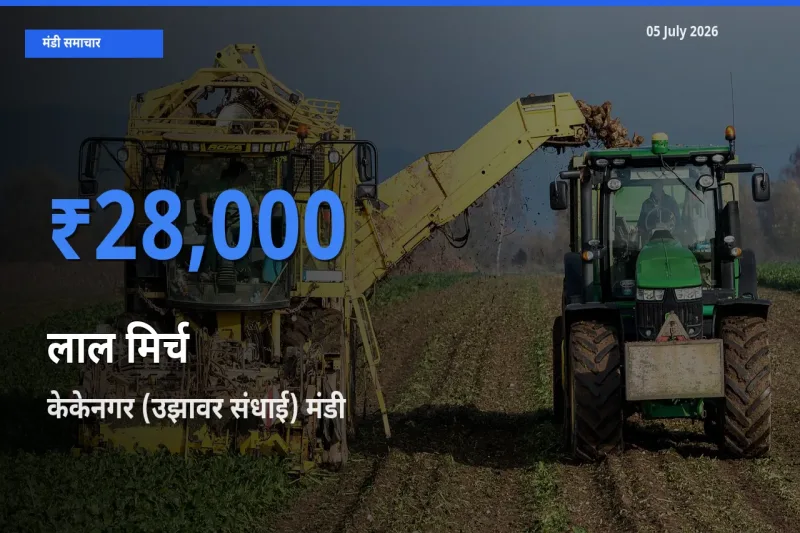 किसानों की पसंद बना केकेनगर (उझावर संधाई), लाल मिर्च के सबसे अच्छे दाम