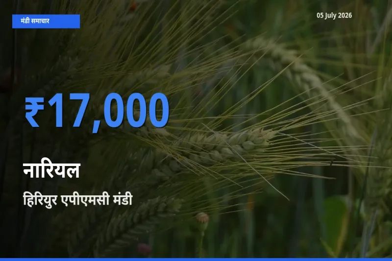 आज का मंडी भाव: नारियल के सबसे ज़्यादा दाम हिरियुर एपीएमसी में
