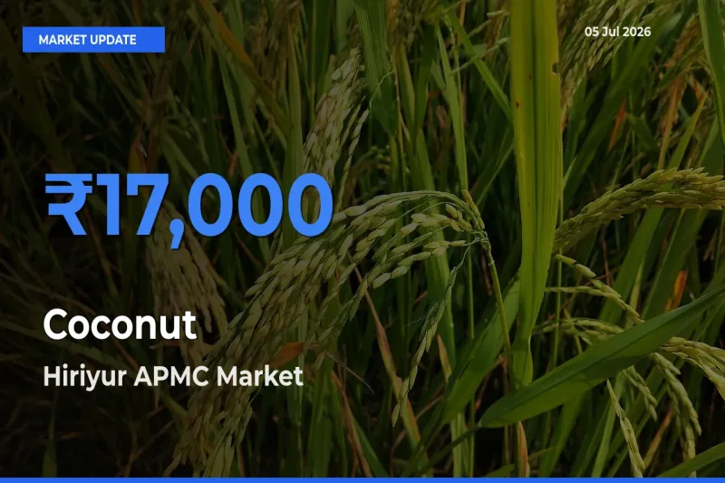 Market Watch: Hiriyur APMC Becomes Top Mandi for Coconut