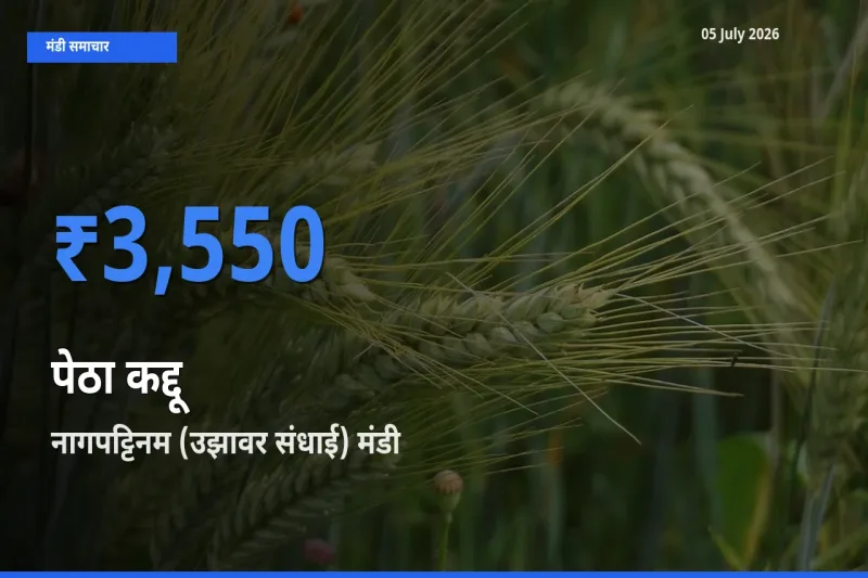 नागपट्टिनम (उझावर संधाई) मंडी में आज पेठा कद्दू के सबसे ऊँचे दाम दर्ज