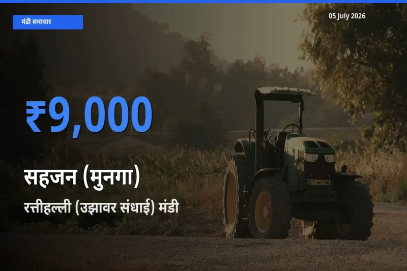 रत्तीहल्ली (उझावर संधाई) मंडी में आज सहजन (मुनगा) के सबसे ऊँचे दाम दर्ज