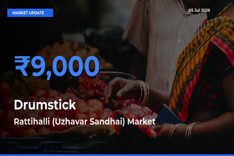 Market Watch: Rattihalli (Uzhavar Sandhai) Becomes Top Mandi for Drumstick